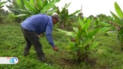 Campesinos nicaragüenses impulsan modelo de producción autosustentable en Costa Rica 