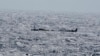 5 migrants die trying to reach Spain's Canary Islands
