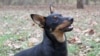 Lancashire Heeler Newest Breed to Join American Kennel Club 