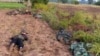 People's Liberation Army တပ်ဖွဲ့ဝင်တွေ စစ်ကိုင်းတိုင်းဒေသနားမှာ စစ်ကောင်စီတပ်တွေနဲ့ တိုက်ခိုက်စဥ်။ (နိုဝင်ဘာ ၂၃၊ ၂၀၂၃။ ရိုက်တားစ်)