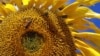 Study: Climate, Land Use Changes Sharply Reduce Pollinating Insects