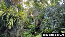 "Todo botánico latinoamericano en algún momento tendrá que pasar por aquí", asegura el renombrado botánico colombiano Mauricio Diazgranados, que hizo historia como el primer director científico hispano en los más de cien años de Jardín Botánico de Nueva York.