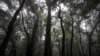 Indigenous Faithful, Christians Work to Conserve India's Sacred Forests 