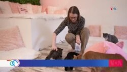 Voluntarios arriesgan sus vidas para rescatar animales de zonas de guerra