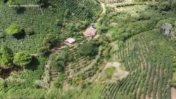 Cómo una familia en Honduras pasó de sembrar café a vender el grano en EEUU