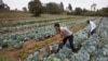 Nonprofits Say African Food Producers Enjoying Rising Revenue, Better Farm Supply 