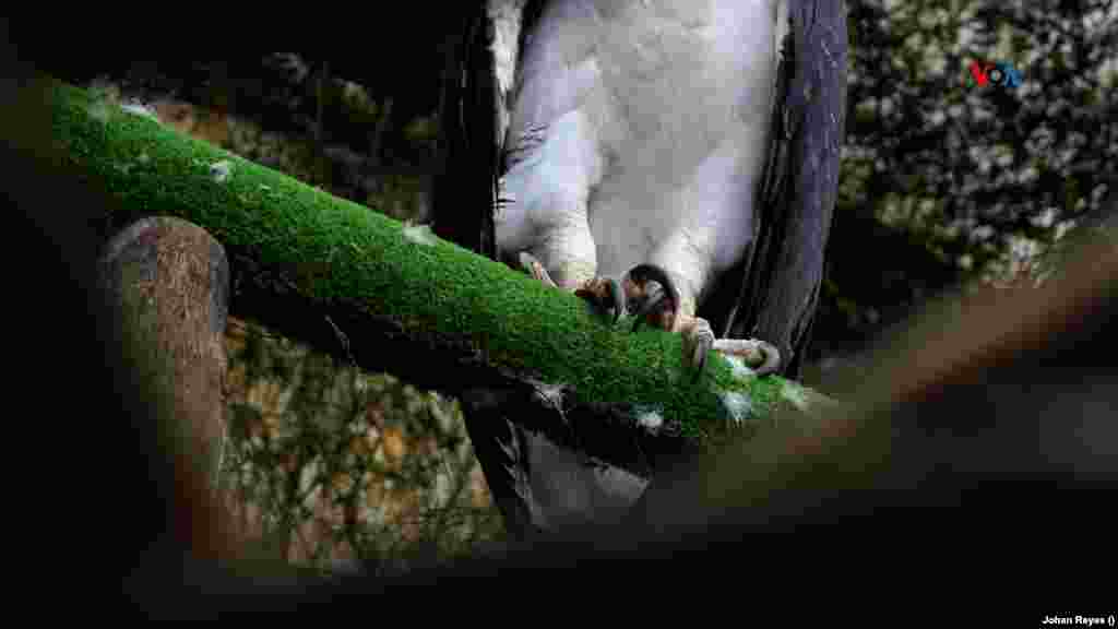 El tamaño de sus garras pueden llegar a medir hasta los 15 centímetros de largo. FOTO: Johan Reyes, VOA.