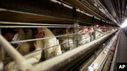 FILE - Chickens are pictured at Rose Acre Farms, Nov. 16, 2009, near Stuart, Iowa. A jury in Illinois on Dec. 1, 2023, delivered $17.7 million in damages to food manufacturers who had sued egg producers over a conspiracy to limit supplies, attorneys said.