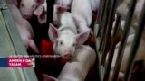 Organ naklinin geleceği olarak görülen genetiği değiştirilmiş domuzlar nasıl yetiştiriliyor?