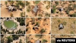 A combination photo shows dead elephants in Okavango Delta, Botswana, May-June, 2020. (Handout photographs obtained by Reuters)