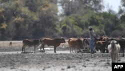 Un éleveur surveille son bétail dans le delta de l'Okavango, le 28 septembre 2019, pendant une année de sécheresse au Botswana.