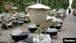 Japanese muskmelons are pictured at Mono Farm in Putrajaya, Malaysia April 8, 2021. (REUTERS/Lim Huey Teng)