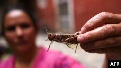 Las plagas de langostas han impactado otras regiones del mundo. Nepal, por ejemplo, ofrece a los agricultores recompensas en efectivo por la captura de dichas langostas que amenazan los cultivos.