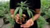 Marijuana