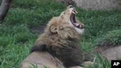 Un lion entrain de bailler près d’un parc national du Zimbabwe