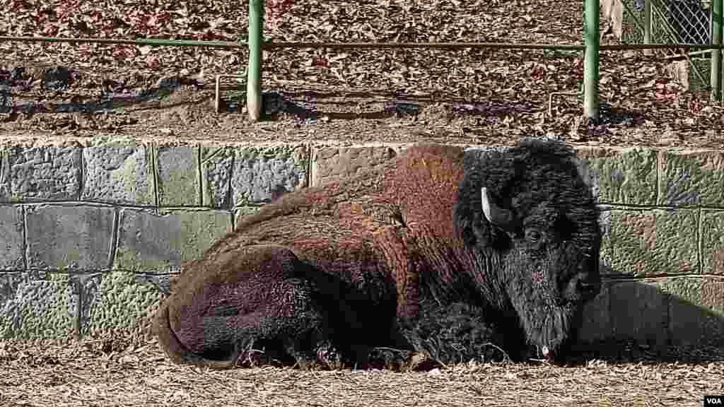 Sarajevo Zoo