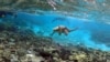 Florida marjon qoyalarini asrab qolish mumkinmi?