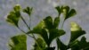 Ginkgo Leaves Teach Scientists About Climate During Dinosaurs Days