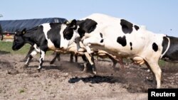 Imagen de archivo con vacas orgánicas son liberadas para pastar en los campos de Ny Lundgaard en Tjele, Jutlandia, Dinamarca, el 18 de abril de 2021, las emisiones de gas metano de los rumiantes contribuyen al calentamiento global.