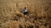 India’s Heat Wave Affects Wheat Crop
