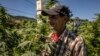 "L'agriculteur a toujours été le maillon faible de la chaîne, c'est nous qui payons les pots cassés, mais la légalisation peut être une issue", estime ce paysan marocain.