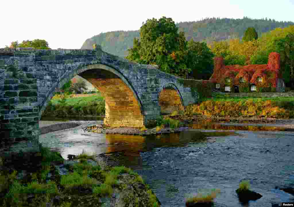 The Virginia creeper on the outside of the Tu Hwnt i'r Bont tea room starts to turn red with the arrival of Autumn in Llanrwst, Britain.