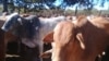 Cattle