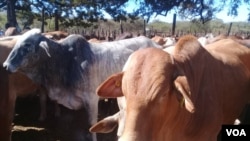 Cattle