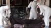 Acceleration Seen in Ebola Outbreak, Death Toll Exceeds 2,600