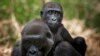 Africa Uses Sports to Fight Environmental Degradation