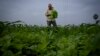 In India, Some Say Natural Farming Is Answer to Extreme Weather