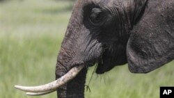 Un élephant