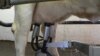 Vulnerable Zimbabweans Turn to Milk Production For Survival