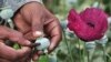 In a First, Mexico Opens Heroin Fight to US, UN Observers