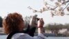 Cherry Blossoms Will Come Out Early in Washington