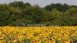 Precios de alimentos baten record por guerra en Ucrania