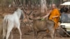 Thai Temple Denies Abbot Involved in Trafficking of Tigers