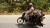 A Cambodian poultry transports chickens to the main market from Neak Loeung taxi station some 62 kilometers (38 miles) southeast of Phnom Penh, Cambodia, Friday, Feb. 15, 2013. (AP Photo/Heng Sinith)