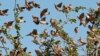 Kenya's Agriculture Authorities Defend Killing of Invasive Birds