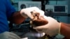 Qatar’s Modern Hospital for Falcons Only