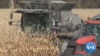 Petani AS beralih ke pertanian karbon (Carbon Farming) untuk menyiasati kenaikan harga produksi.(VOA Video/Kane Farabaugh)