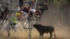 Men escape a bull during the 'Toro de la Vega' bull festival in Tordesillas, near Valladolid, Spain, Sept. 13, 2022.