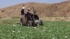 FILE — Taliban members destroy a poppy field in Washir district of Helmand province, Afghanistan, May 29, 2022. Afghanistan's Taliban rulers outlawed drug production in 2022.