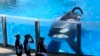 SeaWorld Reports a Very Sick 'Blackfish'