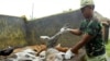 FILE - A Balinese volunteer holds culled dogs suspected of being infected with rabies at Kutuh village in Jimbaran, Bali, Indonesia, Feb. 4, 2009.