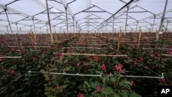 Un invernadero que produce flores para exportación a Estados Unidos, ubicado en Chia, en las afueras de Bogotá, Colombia, el lunes 27 de enero de 2025.