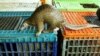 L'hôpital sud-africain de la seconde chance pour les pangolins, victimes du braconnage