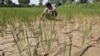India Hoping for Plentiful Monsoon 