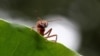 Scientists Estimate the Ant Population on Earth