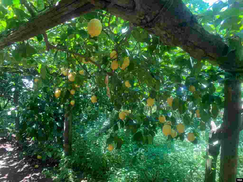 Lemons are the typical fruit of Italy's Amalfi Coast (Sabina Castelfranco/VOA)